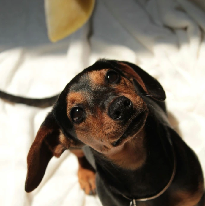 Foto de Perro Salchicha